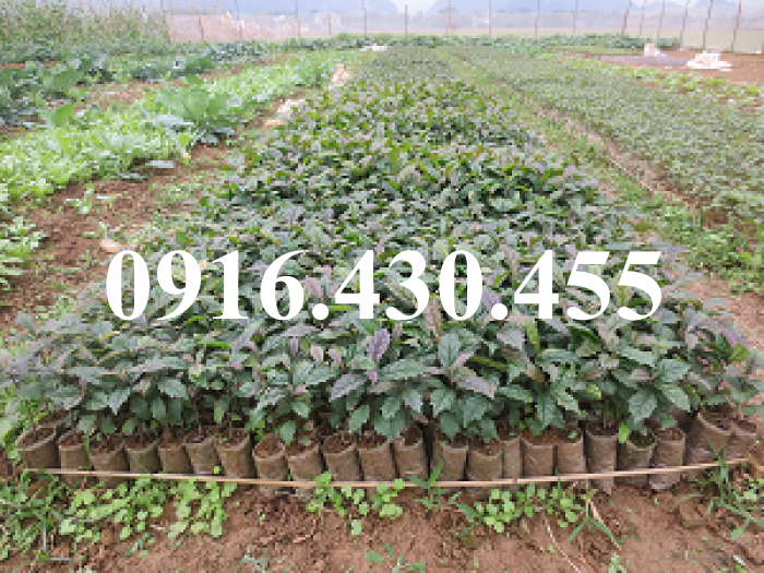 Cây giống xạ đen